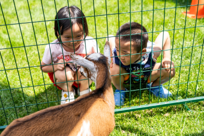 At the outdoor Family Fun Fair in Quincy, two young children observe a goat in a pen.